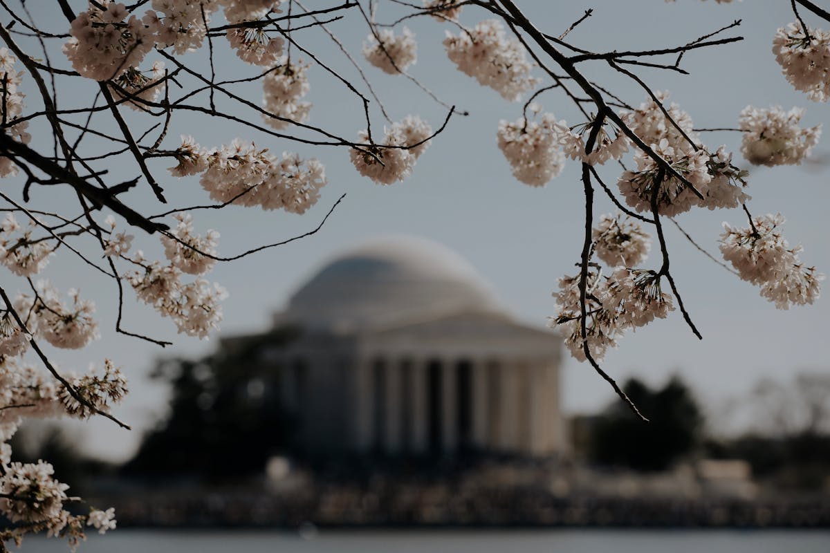 Apple Blossoms in front of the White House